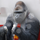 Shabani (the Handsome Gorilla) in Nike, Nespresso, Calvin Klein and Other Big Brand Ads (FUNNY)