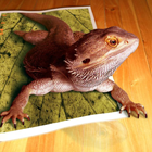 20 Out-Of-Bounds Photo Effect Examples That Really Pop From The Page